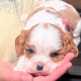 Boy2 - Blenheim male Cavalier King Charles Spaniel puppy in Graysville, Tennessee from Country Goldens and Mountain Top Cavaliers