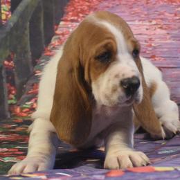 Basset Hound Puppies from Royal Baez Basset