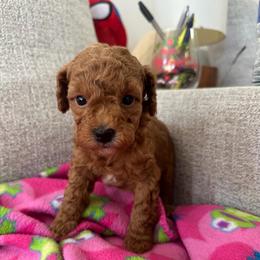 Girl 1 - Apricot female Poodle puppy in Orlando, Florida from Florida Miniature Poodles