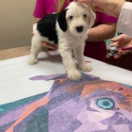 Sheepadoodle Puppies from Narrow Path Puppies