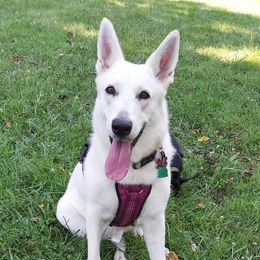 Bailey - German Shepherd