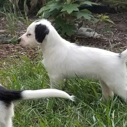 Companion Cross Puppies from Mandala Dogs