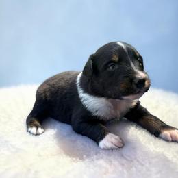 Cash - Black & white male Australian Shepherd puppy in Statesville, North Carolina from Charming Australian Shepherds