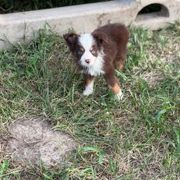 Havoc - Red tri male Miniature Australian Shepherd puppy in Oronogo, Missouri from Dutton's Show Me Farms