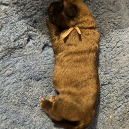 Leonberger Puppies from Sinnsro Leonbergers