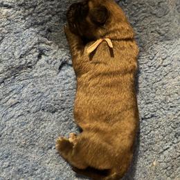 Leonberger Puppies from Sinnsro Leonbergers