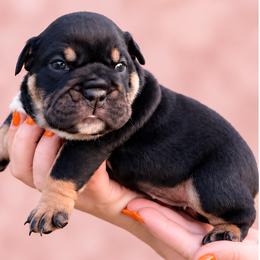 Tally - Black tri-color female Bulldog puppy in Seattle, Washington from mama Myra bulldogs