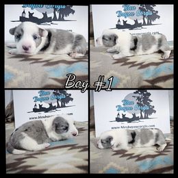 Boy 1 - Blue merle and white male Cardigan Welsh Corgi puppy in Natchitoches. La, Louisiana from Bleu Bayou Corgis
