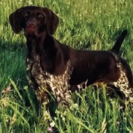 German Shorthaired Pointer All Grown Up from Revenant German Shorthairs