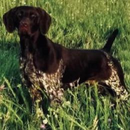 German Shorthaired Pointer All Grown Up from Revenant German Shorthairs