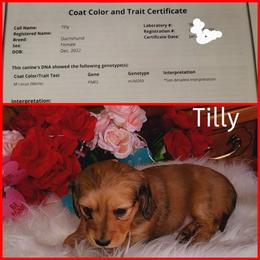 Dachshund Puppies from CLARK'S BREEDING PROGRAM
