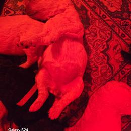 White boy - White female Poodle puppy in Hammond, Maine from Meadow Mt Poodles of Maine