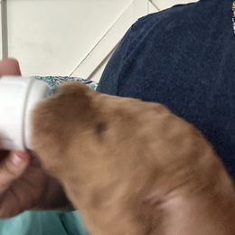 Poodle Puppies from Cano Homestead Poodles