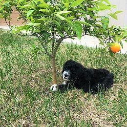 Bernedoodle Puppies from Flat Creek Bernedoodles