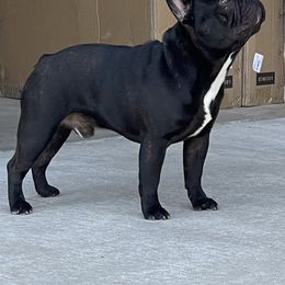 French Bulldogs from McMillian French Bulldogs
