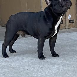 French Bulldogs from McMillian French Bulldogs