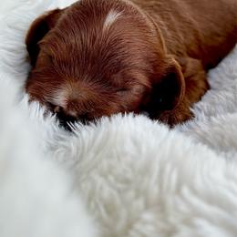 Roy Roger  -Red male with white- - Red male Cavapoo puppy in Gilbert, Arizona from Arizona Toy Cavapoos – Health‐Tested & Home‐Raised