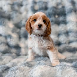 Waffle - Blenheim male Cavapoo puppy in Mayo, Florida from Kingston’s Cavaliers