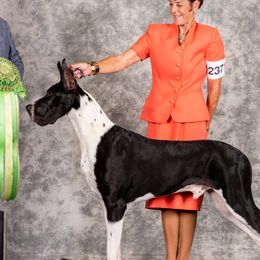 Great Danes from Danu Danes