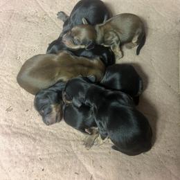 Girl 3 - Black and cream female Dachshund puppy in East Dover, Vermont from Audet’s Mini Dachshunds