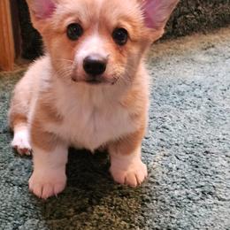 Boy 1 - Red male Pembroke Welsh Corgi puppy in Ripley, West Virginia from Kari's Pembroke Welsh Corgis