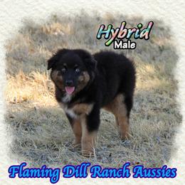 Hybrid - Black tri male Miniature Australian Shepherd puppy in Forestburg, Texas from Flaming Dill Ranch Aussies