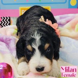 Milan - Tri-color female Bernedoodle puppy in Beecher, Illinois from Erica’s Doodles