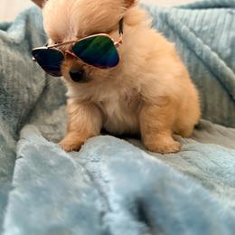 Fuji Pomchi - Blue fawn male Chihuahua puppy in Seneca, Missouri from Stephanie’s Puppy Colony