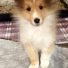Melody's Boy - Sable and white male Shetland Sheepdog puppy in Catawba, North Carolina from Candescent Shetland Sheepdogs