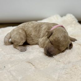 Tinsel - Apricot female Goldendoodle puppy in Kenansville, North Carolina from J+A Family Doodles