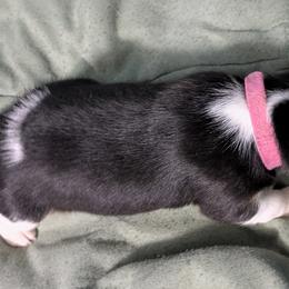 Pink Collar Girl - Black tan and white female Beagle puppy in High Point, Ohio from Copper Sky Beagles
