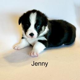 Jenny - Black and tan female Pembroke Welsh Corgi puppy in Creston, Iowa from GSF Pembroke Welsh Corgis