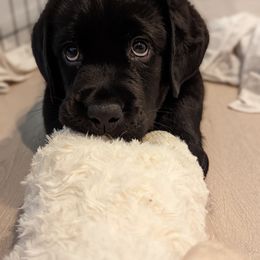 Labrador Retriever Puppies from High Altitude Labradors