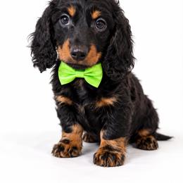 Frank - Black and tan male Dachshund puppy in Illinois from William Rotsaert