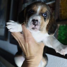 Max - Black tan and white male Beagle puppy in Susanville, California from Homegrown Beagles
