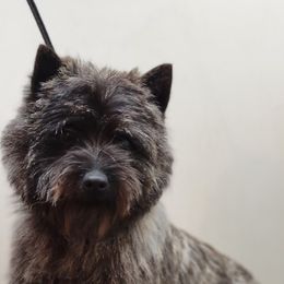 Bernese Mountain Dogs and Cairn Terriers from CreekTop