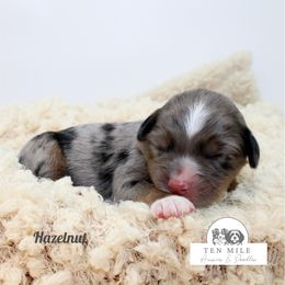 Hazelnut - Blue merle female Aussiedoodle puppy in Foxworth, Mississippi from Ten Mile Aussies