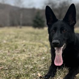 German Shepherds from Render Kennels