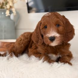 Tipton - Red  male Goldendoodle puppy in Heber Springs, Arkansas from H&L GoldenDoodles