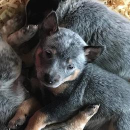 Australian Cattle Dog Puppies from Australian cattle dog company
