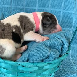 Aussiedoodle Puppies from Sunshine Aussiedoodles Idaho