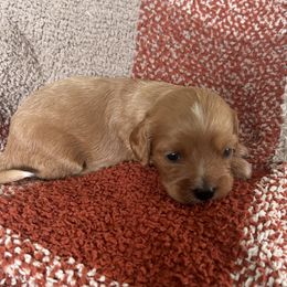 Cavapoo Puppies from Coles Cavapoo’s