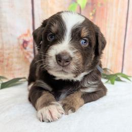 Loki (Grey collar) - Red tri-color male Australian Shepherd puppy in Coulee City, Washington from Mr and Mrs Doodle Farm