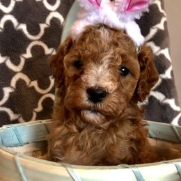 Cavapoo and Shichon Puppies from Paige Haldeman's Cavapoos and Shichons