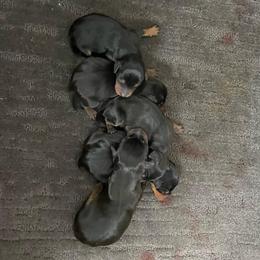 Magnolia - Black and tan female Miniature Pinscher puppy in Lancaster, Missouri from White Stone Ranch