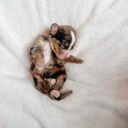 Haven - Sable male Bernedoodle puppy in Jackson, Missouri from Pincksten Family Doodles