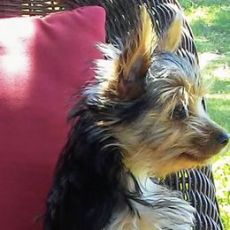 Yorkshire Terrier Puppies from YorkiStars