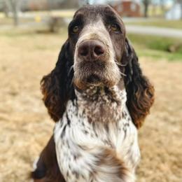 Girl 1 - female English Springer Spaniel puppy in Chapmansboro, Tennessee from Balthrop Bend Farms