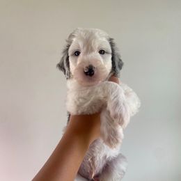 Chip - Blue merle and white male Sheepadoodle puppy in Wabash, Indiana from DOODCompany