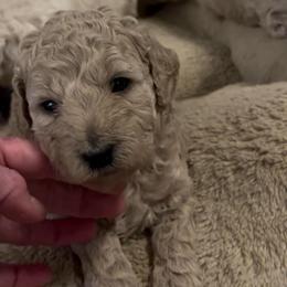 Snickers - Cream male Goldendoodle puppy in Richmond, Texas from Harper’s Heartbeats